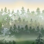 Scandinavian Forest_Anna Handell_AH002_PH_03_ Dawn-Woodland