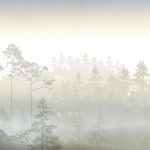 Scandinavian Forest_Anna_Handell_AH003_PH_02_Mist-Pine